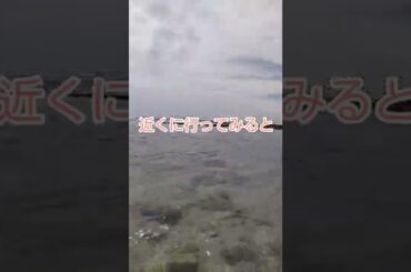 【よーしーキッチン散歩編】フクギ並木。キレイな海、泳ぐ魚、平和な一日。