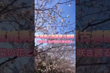 宮崎県　西都原古墳群の桜