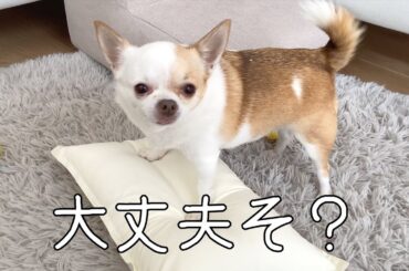 新しいクッションの耐久性を念入りにチェックするチワワ