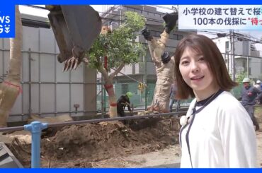 小学校建て替えで桜など100本の伐採計画に「待った」　緊急避難させる協定を結び校舎の端へ仮移植｜TBS NEWS DIG