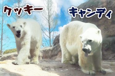 Polar bear Cookie & Candy｜ホッキョクグマ シロクマ クッキー キャンディ のんほいパーク 豊橋総合動植物公園