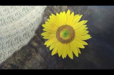 弁護士会広報動画（武井咲さん出演・CM動画）