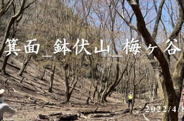 【箕面_鉢伏山】鉢伏山の先にエドヒガン桜の群生地があるそうです。今年は残念でしたが来年またtryします！