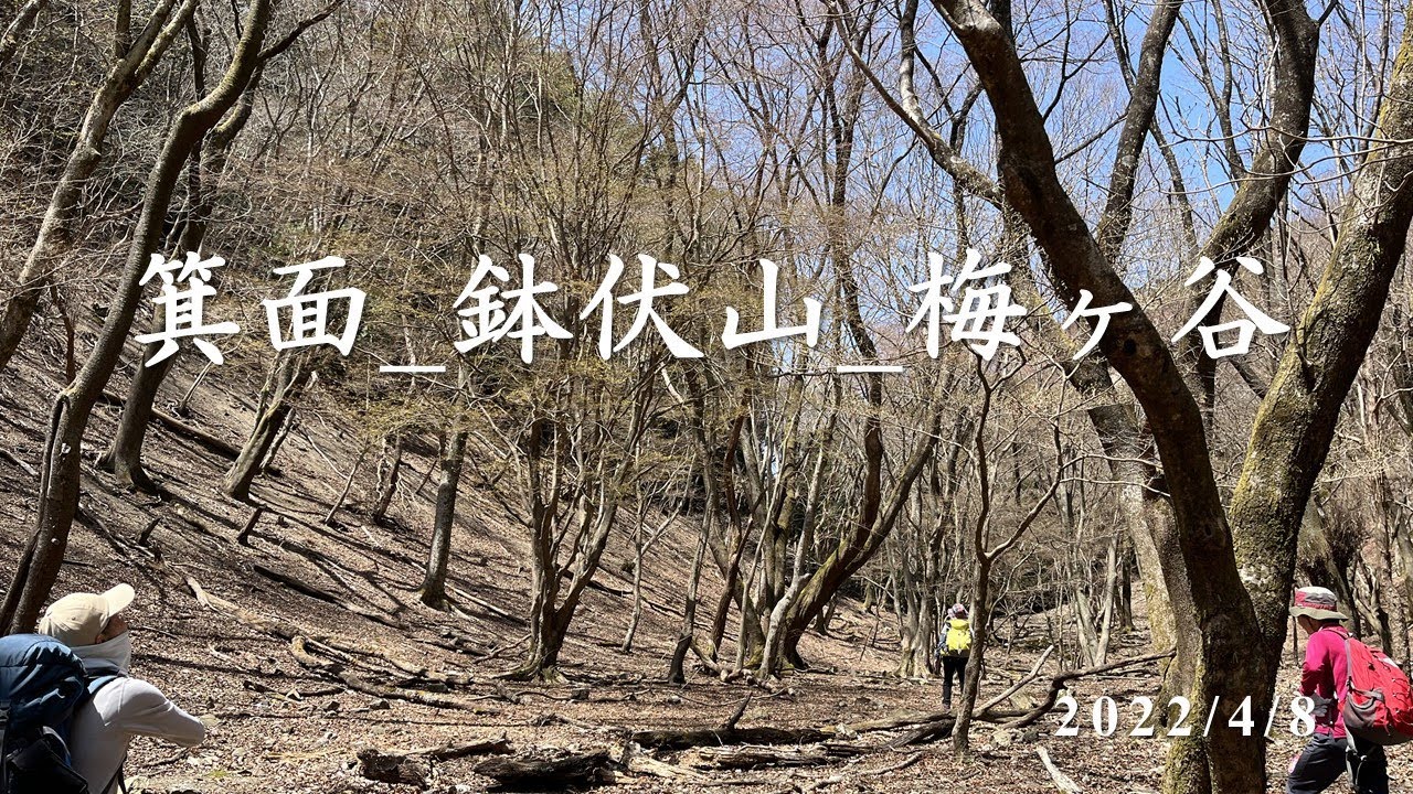 【箕面_鉢伏山】鉢伏山の先にエドヒガン桜の群生地があるそうです。今年は残念でしたが来年またtryします! 【箕面_鉢伏山】鉢伏山の先にエドヒガン桜の群生地があるそうです。今年は残念でしたが来年またtryします!