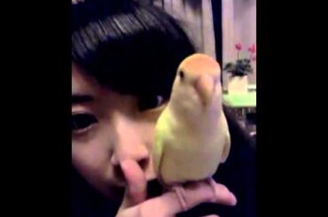 SKE48 高柳明音 「"papi"  Valentine ぱっぴー バレンタイン♪♪」