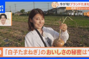 大きくておいしい！千葉県白子町のブランド野菜「白子たまねぎ」おいしさの秘密は土に！？【すたすた中継／Nスタ】｜TBS NEWS DIG