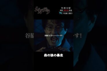 「#シガテラ」【森の狼の暴走ver.】 テレビ東京系 毎週金曜24時12分から放送&TVerで配信中！#醍醐虎汰朗 #関水渚 #長谷川慎 #shorts