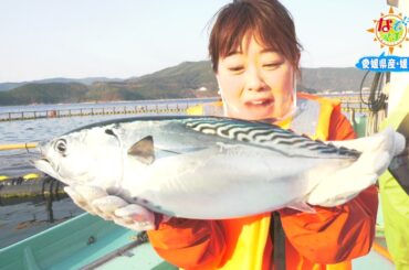 なぞマチ!?2021/03/20▽愛媛県産・媛スマ