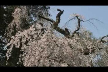 角館（９）　武家屋敷通りのしだれ桜