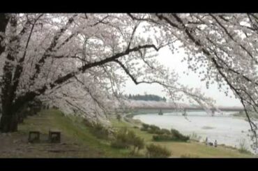 角館（27）　桧木内川堤の桜並木