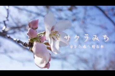 【オリジナル曲】サクラみち/京佳