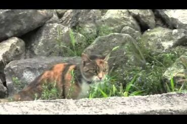 モリカンナハンガリームービー Kanna Mori