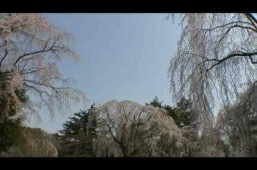 角館（５）　武家屋敷通りのしだれ桜