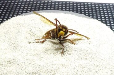 大量の微生物が潜む砂の上にスズメバチを置いたら衝撃の結果に...