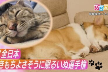 【ひるおび】大バズり！いぬの寝姿で癒される・・・SNSで話題の可愛すぎる画像をたっぷりお見せします♪