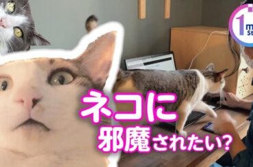 [おはよう日本] ネコに邪魔されたい？ | NHK