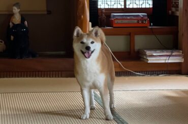 私を捕まえようなんて百万年早いのよ　Catch me if you can