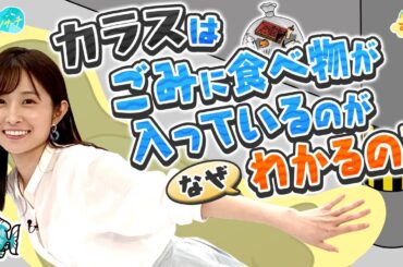 カラスはゴミの中の食べ物がなぜ分かる？／とれたてリサーチ