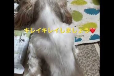 ブラシ好き🫰癖になる乃蒼さん♪😍