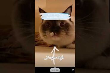 矢作萌夏(今を生きれたら)