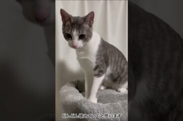 アッシュくんの紹介をさせていただきます