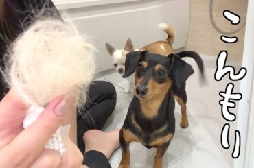 恐怖の換毛期〜夏編〜