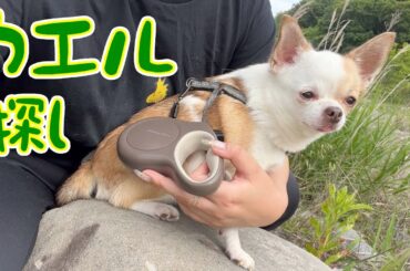 わんことカエル探しの旅に出ました