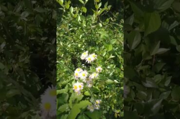 風に吹かれて　福原遥 #japan #ytshorts #shorts