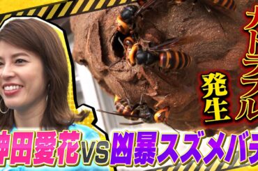 「迷惑生物から住民を守れ！凄腕！危険生物バスターズ２」　フリーアナウンサー・神田愛花がハチ駆除に初挑戦！！　#神田愛花 #危険生物 #スズメバチ #駆除 #テレビ東京