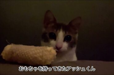 夜のアッシュくん