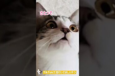 真野恵里菜の【さとりんの歌】歌ってみた❤️「子猫バージョン」