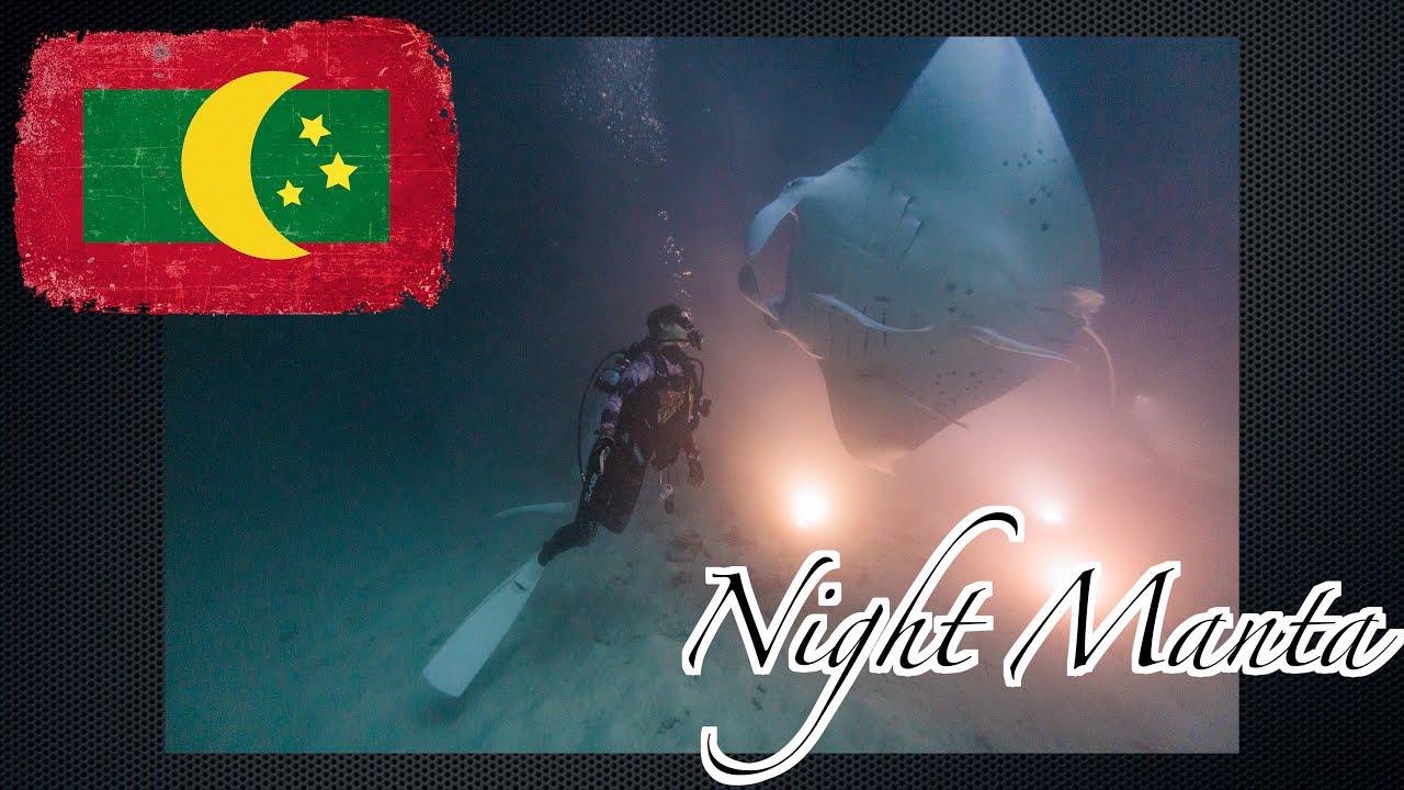 朝から夜までマンタ!マンタ!マンタ! 朝から夜までマンタ!マンタ!マンタ!