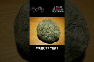 「#シガテラ」【ヤリ逃げ！？二股！？ver.】 テレビ東京系 毎週金曜24時12分から放送&TVerで配信中！#醍醐虎汰朗 #関水渚 #長谷川慎 #shorts