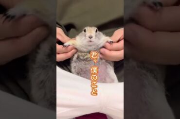 はい、見たね、今ピー助のこと見たね🐿#リチャードソンジリ#shorts