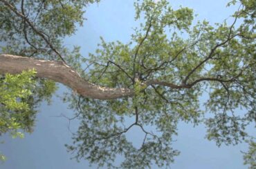 作詞をした覚和歌子 本人が歌う「いつも何度でも」