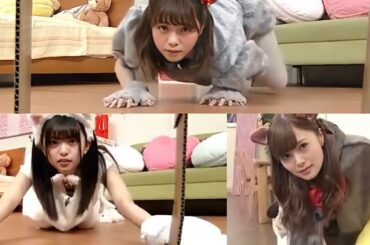 【乃木坂】西野七瀬、白石麻衣、齋藤飛鳥、猫まとめ