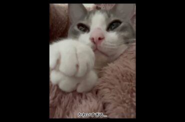 甘えたアッシュくん