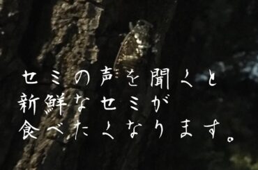 【虫活】セミの声を聞くと新鮮なセミが食べたくなります