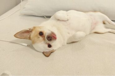 一週間ぶりに会った犬の反応が思ってたんと違う