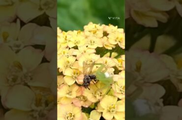 お食事中のハナグモさん★#きたのあづみのGarden