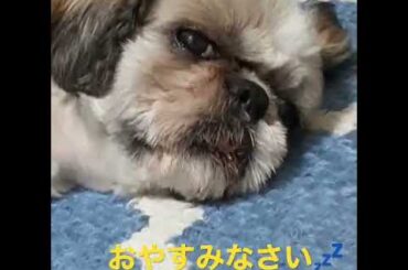 眠たいのに…ちらっと起きて来る乃蒼さん♪