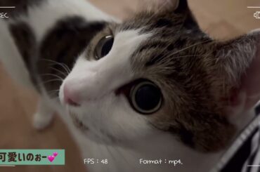 【まいネコ🐈】MOMO日記#278  遊んでほしそうな猫のモモが可愛いｶﾜ(・∀・)ｲｲ!!