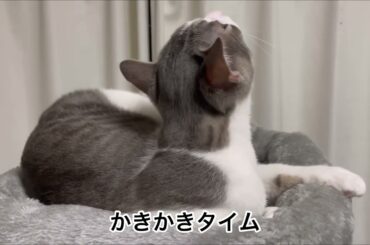 おねむアッシュくん