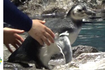 名付け親は川栄李奈！マゼランペンギン“あんこ”が展示プールデビュー！『すみだ水族館』