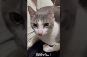 おひざの上のアッシュくん