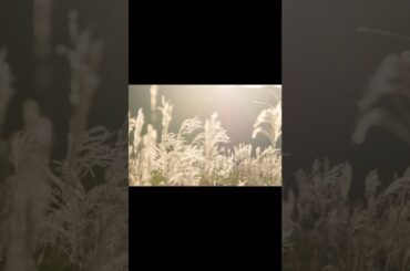 【Ciel fleur Collection】ワンクリックで写真の色味がぱっと変わる、「Lightroom プリセット」。小春ハルカさんのオリジナルプリセットです。#shorts