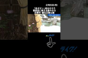 「冬ボタン」咲きそろう　雪景色に映える鮮やかさ　広島県庄原市・備北丘陵公園　#shorts #冬ボタン #花