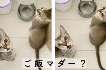 にゃんずのご飯おねだり攻撃　#Shorts