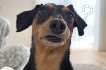 飼い主の行動にガチ呆れてることが顔にしっかり出ちゃってる犬