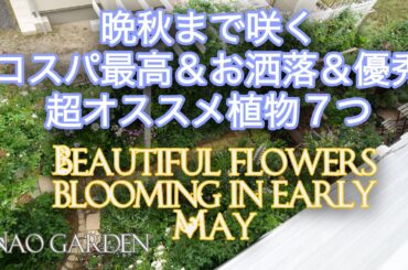【ガーデニングVlog】晩秋まで咲く超オススメコスパ最高＆お洒落＆優秀な花｜５月私の庭〜咲き始めたお花ご紹介🌸Flowers blooming in late April to early May